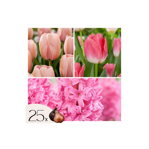 6097223255274 - Plant in a Box - Blumenzwiebeln Pink Blush - 25 Stk - Tulipa Hyacinthus - Rosa