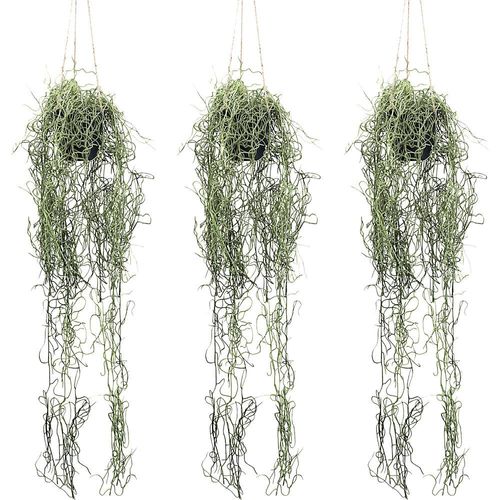 4064118274872 - Künstliche Pflanze Tillandsia-Hänger Hängetopf VE 3 Stk Höhe 800 mm kaiserkraft