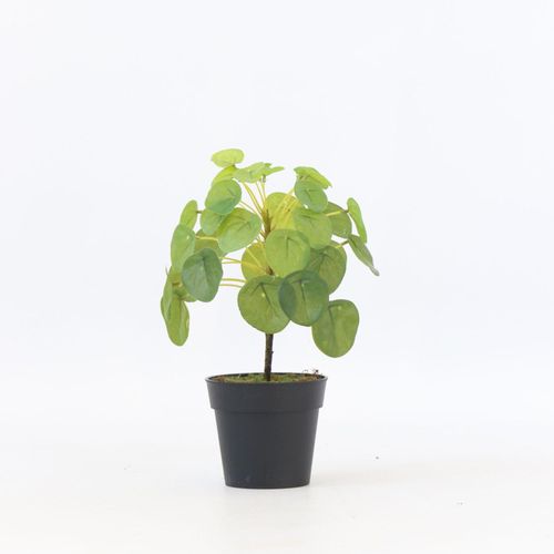 8721278902408 - Plant in a Box - Künstliche Pilea Peperomioides – Höhe 25cm 8721278902408 - Plant in a Box - Künstliche Pilea Peperomioides – Höhe 25cm