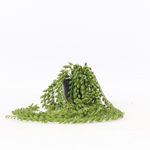 8721278902477 - Plant in a Box - Künstlicher Senecio – Höhe 90cm
