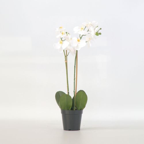 8721278902446 - Plant in a Box - Künstliche Phalaenopsis-Orchidee – Höhe 55cm 8721278902446 - Plant in a Box - Künstliche Phalaenopsis-Orchidee – Höhe 55cm