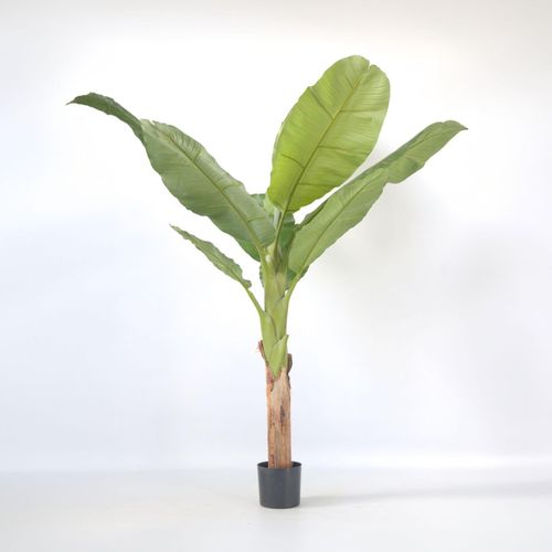 8721278902354 - Plant in a Box - Künstliche Musa-Bananenpflanze – Höhe 150cm