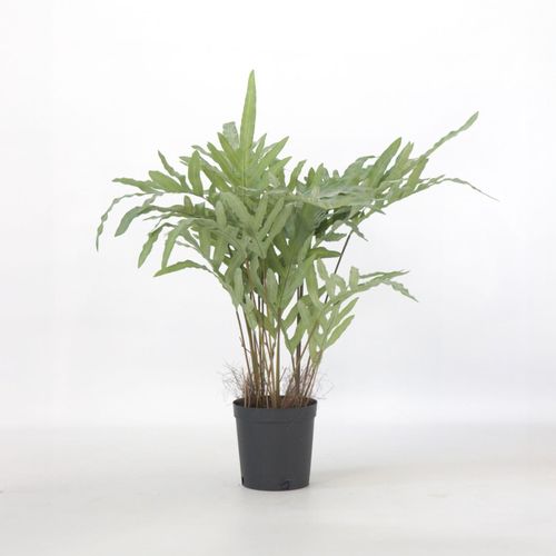 8721278902460 - Plant in a Box - Künstliches Phlebodium – Höhe 80cm