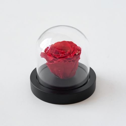 8721278902323 - Plant in a Box - Konservierte rote Rose unter Glaskuppel - Echte Rose - Luxuriöses Geschenk