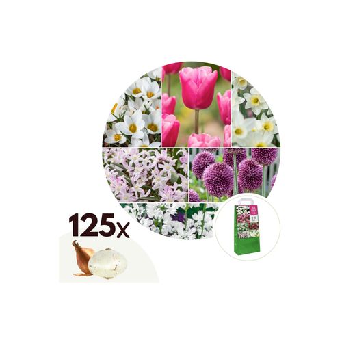 7428470289900 - Plant in a Box - Blumenzwiebelmischung - 125 Stk - Allium Narcissus Muscari Tulipa - Lila