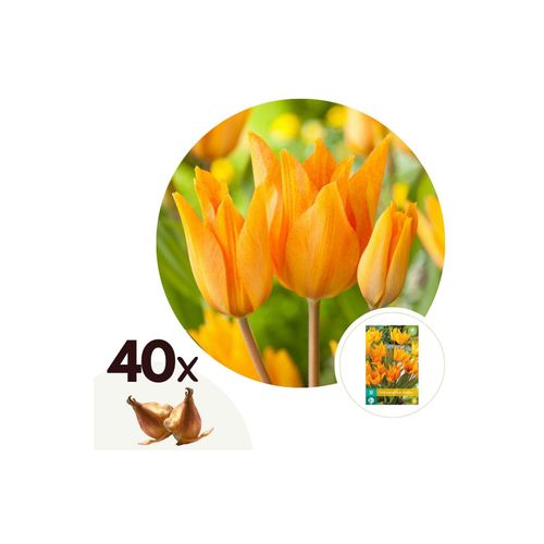 6097227751789 - Plant in a Box - Tulpenzwiebeln - 40 Stk - Tulipa Prastants Shogun - Blumenzwiebeln - Orange 6097227751789 - Plant in a Box - Tulpenzwiebeln - 40 Stk - Tulipa Prastants Shogun - Blumenzwiebeln - Orange