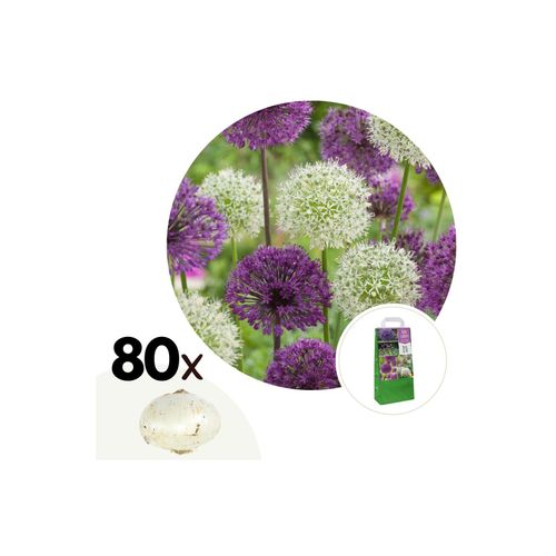 7428473503140 - Plant in a Box - Zierlauch - 80 Stk - Allium - Blumenzwiebeln - Mehrfarbig