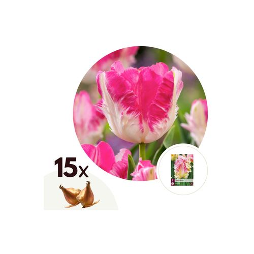 7428474239147 - Plant in a Box - Tulpenzwiebeln - 15 Stk - Tulipa Cabanna - Blumenzwiebeln - Rosa