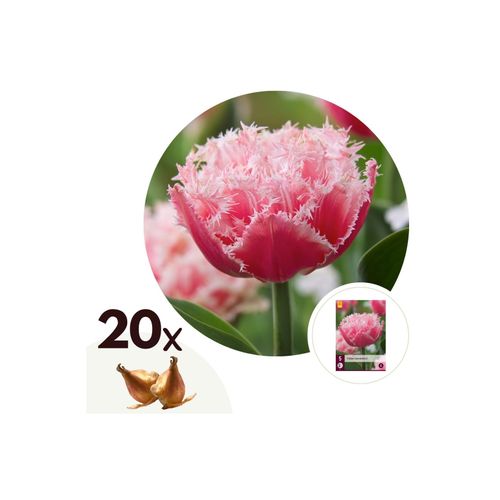 6097222779733 - Plant in a Box - Tulpenzwiebeln - 20 Stk - Tulipa Queensland - Blumenzwiebeln - Rosa
