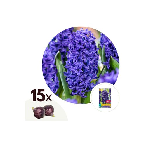 7428479331594 - Plant in a Box - Hyazinthenzwiebeln - 15 Stk - Hyacinthus Blue Trophy - Blumenzwiebeln - Blau