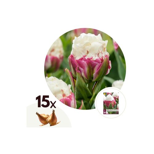 6097240743792 - Plant in a Box - Tulpenzwiebeln - 15 Stk - Tulipa Ice Cream - Blumenzwiebeln - Lila