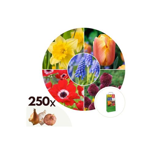 6097239469498 - Plant in a Box - Blumenzwiebelmischung - 250 Stk - Tulipa Anem Narcis Allium Muscari 6097239469498 - Plant in a Box - Blumenzwiebelmischung - 250 Stk - Tulipa Anem Narcis Allium Muscari
