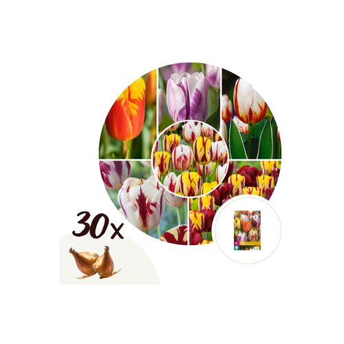 7428471282504 - Plant in a Box - Tulpenzwiebeln - 30 Stk - Tulipa Flaming Beauty Mix - Blumenzwiebeln