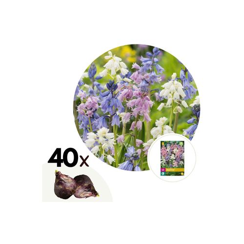 6097229215241 - Plant in a Box - Hyazinthenzwiebeln - 40 Stk - Hyacinthoides Hispanica - Blumenzwiebeln 6097229215241 - Plant in a Box - Hyazinthenzwiebeln - 40 Stk - Hyacinthoides Hispanica - Blumenzwiebeln