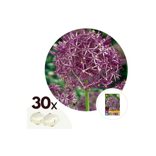 6097233655699 - Plant in a Box - Alliumzwiebeln - 30 Stk - Allium Christophii - Blumenzwiebeln - Lila