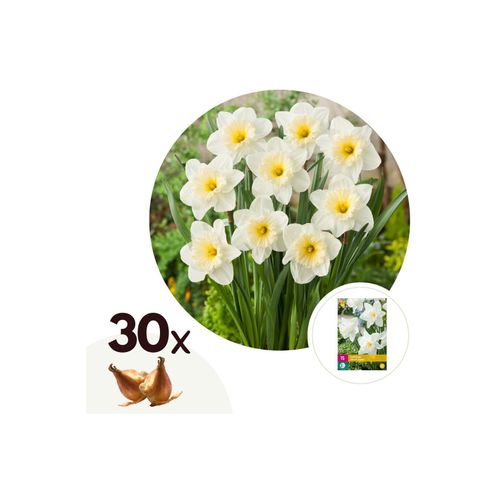 6097230438486 - Plant in a Box - Narzissenzwiebeln - 30 Stk - Narcissus Mount Hood - Blumenzwiebeln - Weiß 6097230438486 - Plant in a Box - Narzissenzwiebeln - 30 Stk - Narcissus Mount Hood - Blumenzwiebeln - Weiß