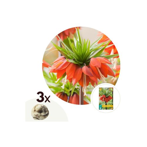 6097225985902 - Plant in a Box - Kaiserkronen - 3 Stk - Fritillaria rubra - Blumenzwiebeln - Orange 6097225985902 - Plant in a Box - Kaiserkronen - 3 Stk - Fritillaria rubra - Blumenzwiebeln - Orange
