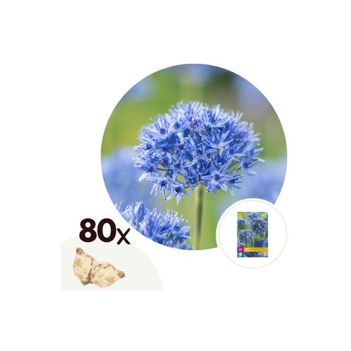 6097232985926 - Plant in a Box - Alliumzwiebeln - 80 Stk - Allium Caeruleum - Blumenzwiebeln - Blau