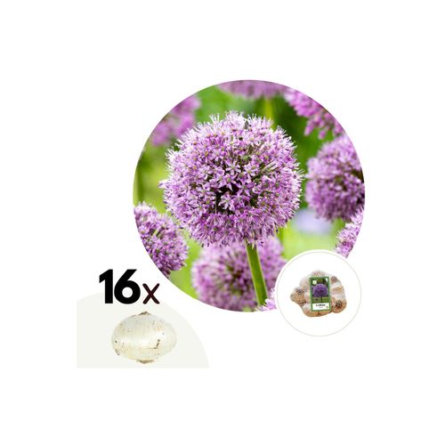 7428478648259 - Plant in a Box - Alliumzwiebeln - 16 Stk - Allium Gladiator - Blumenzwiebeln - Lila 7428478648259 - Plant in a Box - Alliumzwiebeln - 16 Stk - Allium Gladiator - Blumenzwiebeln - Lila