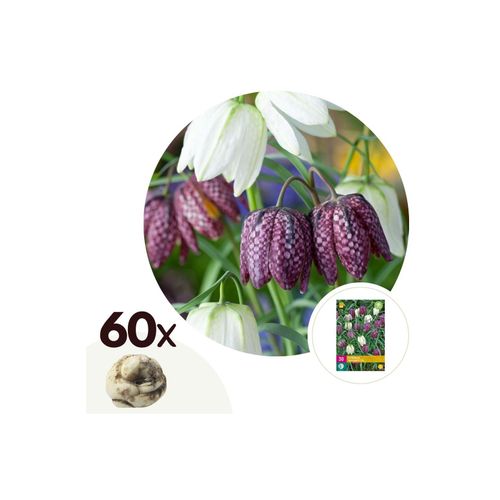 6097236163177 - Plant in a Box - Kaiserkronen - 60 Stk - Fritillaria meleagris - Blumenzwiebeln - Mehrfarbig
