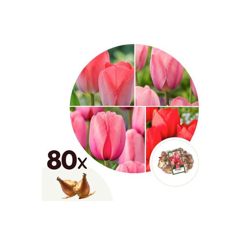 7428474690764 - Plant in a Box - Tulpenzwiebeln - 80 Stk - Tulipa Salmon Van Eijk - Blumenzwiebeln - Rot