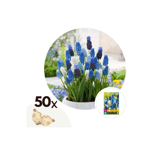 6097231973917 - Plant in a Box - Traubenhyazinthen - 50 Stk - Muscari Magic Mix - Blumenzwiebeln - Mehrfarbig