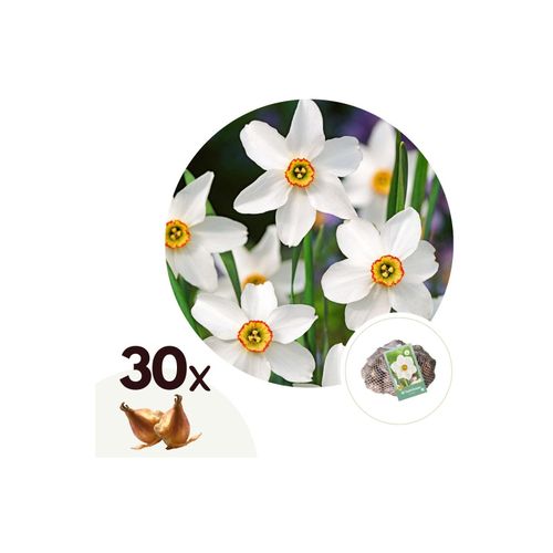 6097257568562 - Plant in a Box - Narzissenzwiebeln - 30 Stk - Narcissus Recurvus - Blumenzwiebeln - Weiß