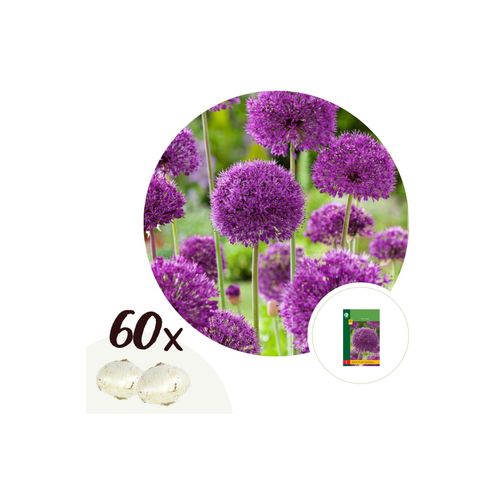 7428477626418 - Plant in a Box - Alliumzwiebeln - 60 Stk - Allium Purple Sensation - Blumenzwiebeln - Lila 7428477626418 - Plant in a Box - Alliumzwiebeln - 60 Stk - Allium Purple Sensation - Blumenzwiebeln - Lila