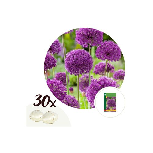 7428471725650 - Plant in a Box - Alliumzwiebeln - 30 Stk - Allium Purple Sensation - Blumenzwiebeln - Lila