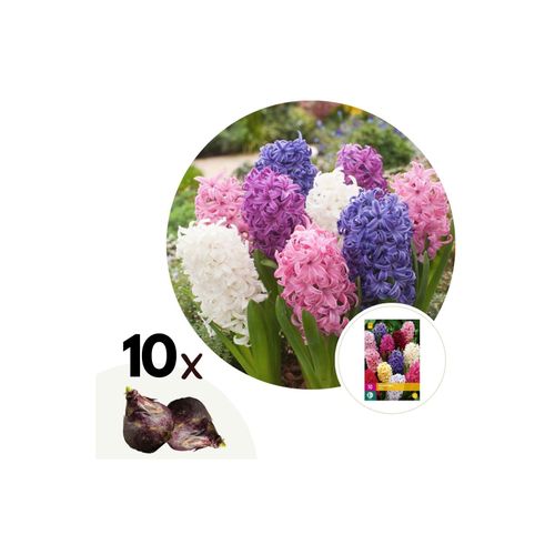 6097224299260 - Plant in a Box - Hyazinthenzwiebeln - 10 Stk - Hyacinthus - Blumenzwiebeln - Mehrfarbig
