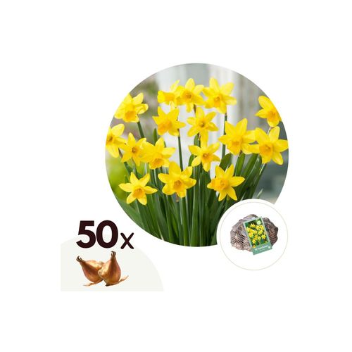 6097240622622 - Plant in a Box - Narzissenzwiebeln - 50 Stk - Narcissus Tête-à-Tête - Blumenzwiebeln - Gelb