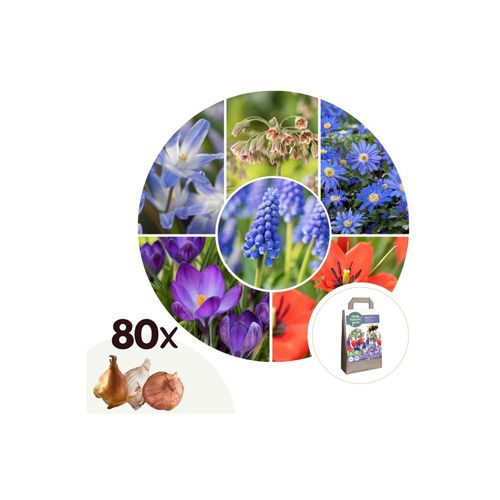 6097231091031 - Plant in a Box - Glückliche Biene - 80 Stk - Anemon Chionodoxa Muscari NectarTulipa - Zwiebeln
