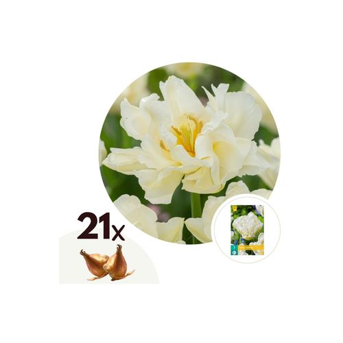 6097224652607 - Plant in a Box - Tulpenzwiebeln - 21 Stk - Tulipa Northcap - Blumenzwiebeln - Gelb 6097224652607 - Plant in a Box - Tulpenzwiebeln - 21 Stk - Tulipa Northcap - Blumenzwiebeln - Gelb
