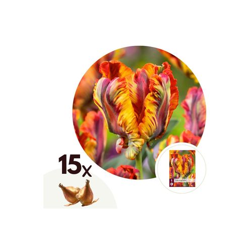 6097229839805 - Plant in a Box - Tulpenzwiebeln - 15 Stk - Tulipa Rasta Parrot - Blumenzwiebeln - Weiß