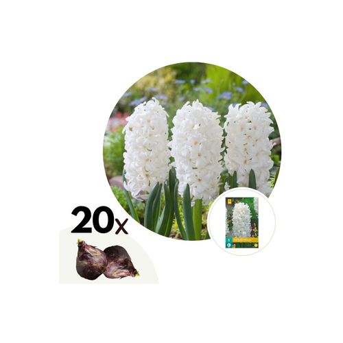 6097234843859 - Plant in a Box - Hyazinthenzwiebeln - 20 Stk - Hyacinthus Carnegie - Blumenzwiebeln - Weiß 6097234843859 - Plant in a Box - Hyazinthenzwiebeln - 20 Stk - Hyacinthus Carnegie - Blumenzwiebeln - Weiß