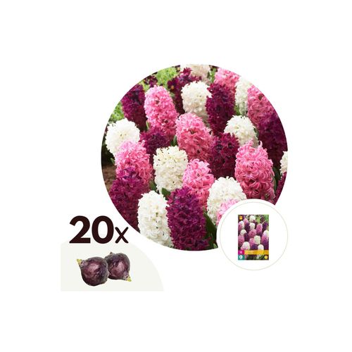 7428473821206 - Plant in a Box - Hyazinthenzwiebeln - 20 Stk - Hyacinthus - Blumenzwiebeln - Mehrfarbig