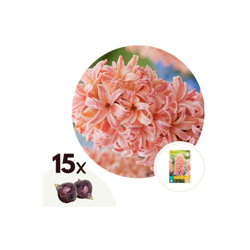7428479366008 - Plant in a Box - Hyazinthenzwiebeln - 15 Stk - Hyacinthus Gipsy Queen - Blumenzwiebeln - Orange