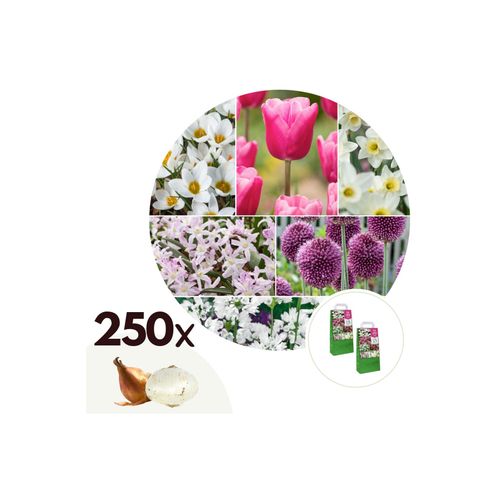 7428475166992 - Plant in a Box - Blumenzwiebelmischung - 125 Stk - Allium Narcissus Muscari Tulipa - Lila