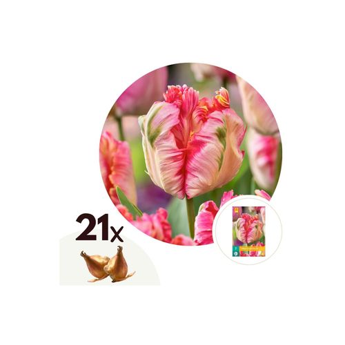 6097238861897 - Plant in a Box - Tulpenzwiebeln - 21 Stk - Tulipa Apricot Parrot - Blumenzwiebeln - Rosa