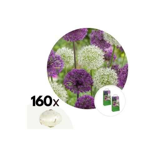 7428479897496 - Plant in a Box - Alliumzwiebelnmisschung - 160 Stk - Allium - Blumenzwiebeln - Mehrfarbig