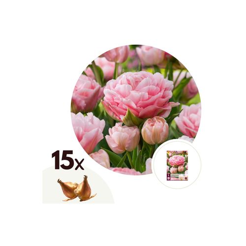 7428470461191 - Plant in a Box - Tulpenzwiebeln - 15 Stk - Tulipa Dreamer - Blumenzwiebeln - Rosa
