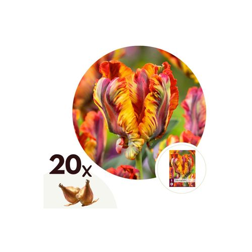 6097225748736 - Plant in a Box - Tulpenzwiebeln - 20 Stk - Tulipa Rasta Parrot - Blumenzwiebeln - Weiß