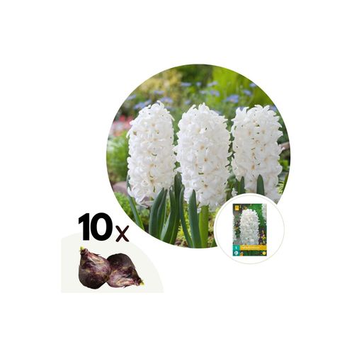 6097223966958 - Plant in a Box - Hyazinthenzwiebeln - 10 Stk - Hyacinthus Carnegie - Blumenzwiebeln - Weiß