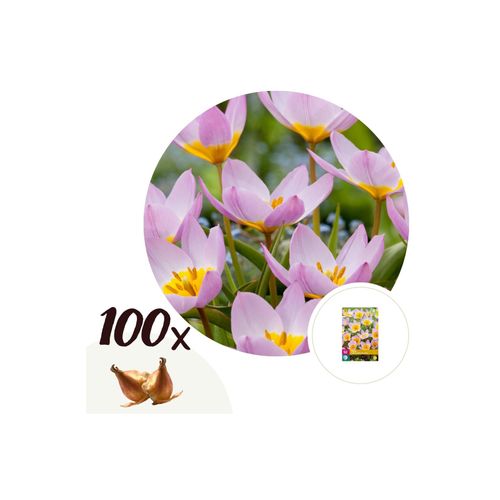 7428472835181 - Plant in a Box - Tulpenzwiebeln - 100 Stk - Tulipa Lilac Wonder - Blumenzwiebeln - Mehrfarbig