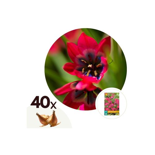 6097226376327 - Plant in a Box - Tulpenzwiebeln - 40 Stk - Tulipa Little Beauty - Blumenzwiebeln - Rot 6097226376327 - Plant in a Box - Tulpenzwiebeln - 40 Stk - Tulipa Little Beauty - Blumenzwiebeln - Rot
