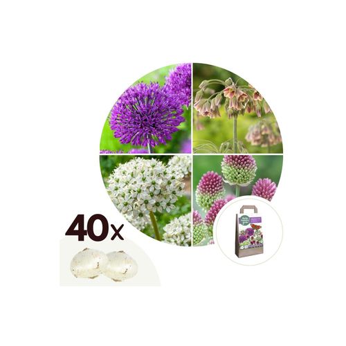 6097229812884 - Plant in a Box - Glücklicher Schmetterling - 40 Stk - Blumenzwiebeln - Mehrfarbig