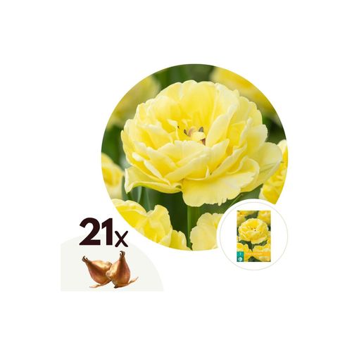 6097227379358 - Plant in a Box - Tulpenzwiebeln - 21 Stk - Tulipa Avant Garde - Blumenzwiebeln - Gelb