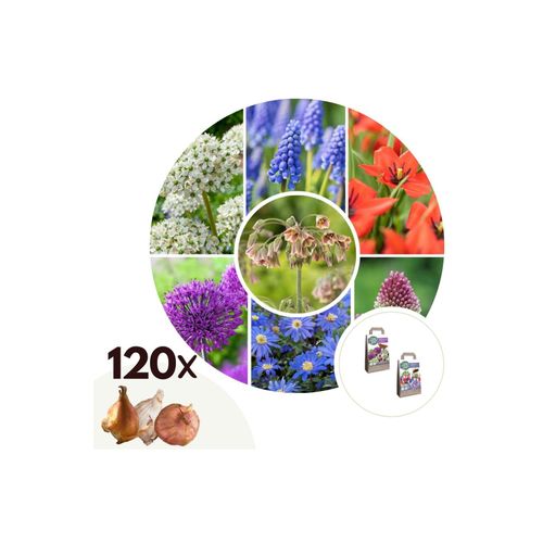 6097248526526 - Plant in a Box - Glückliche Biene und Schmetterling - 120 Stk - Allium Anem Muscari Tulipa