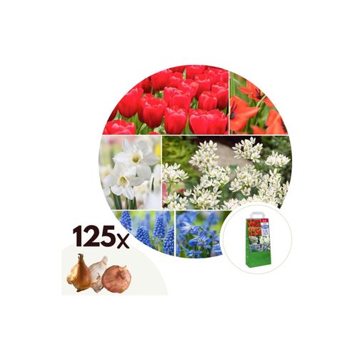 6097236830819 - Plant in a Box - Blumenzwiebelmischung - 125 Stk - Tulipa Narcissus Scilla Allium Muscari 6097236830819 - Plant in a Box - Blumenzwiebelmischung - 125 Stk - Tulipa Narcissus Scilla Allium Muscari