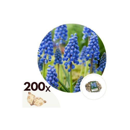 7428471941005 - Plant in a Box - Traubenhyazinthen - 200 Stk - Muscari armeniacum - Blumenzwiebeln - Blau